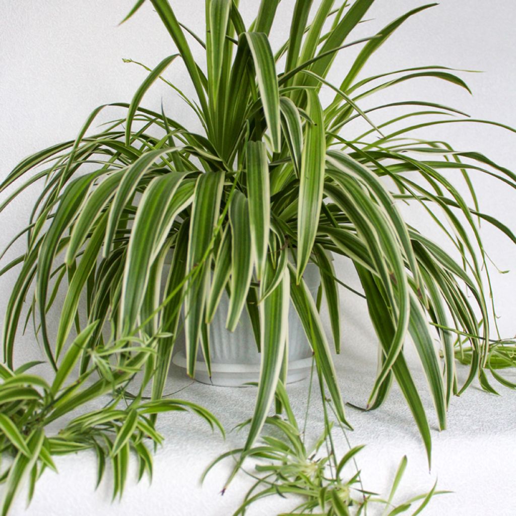 Chlorophytum Irish - Cinta planta