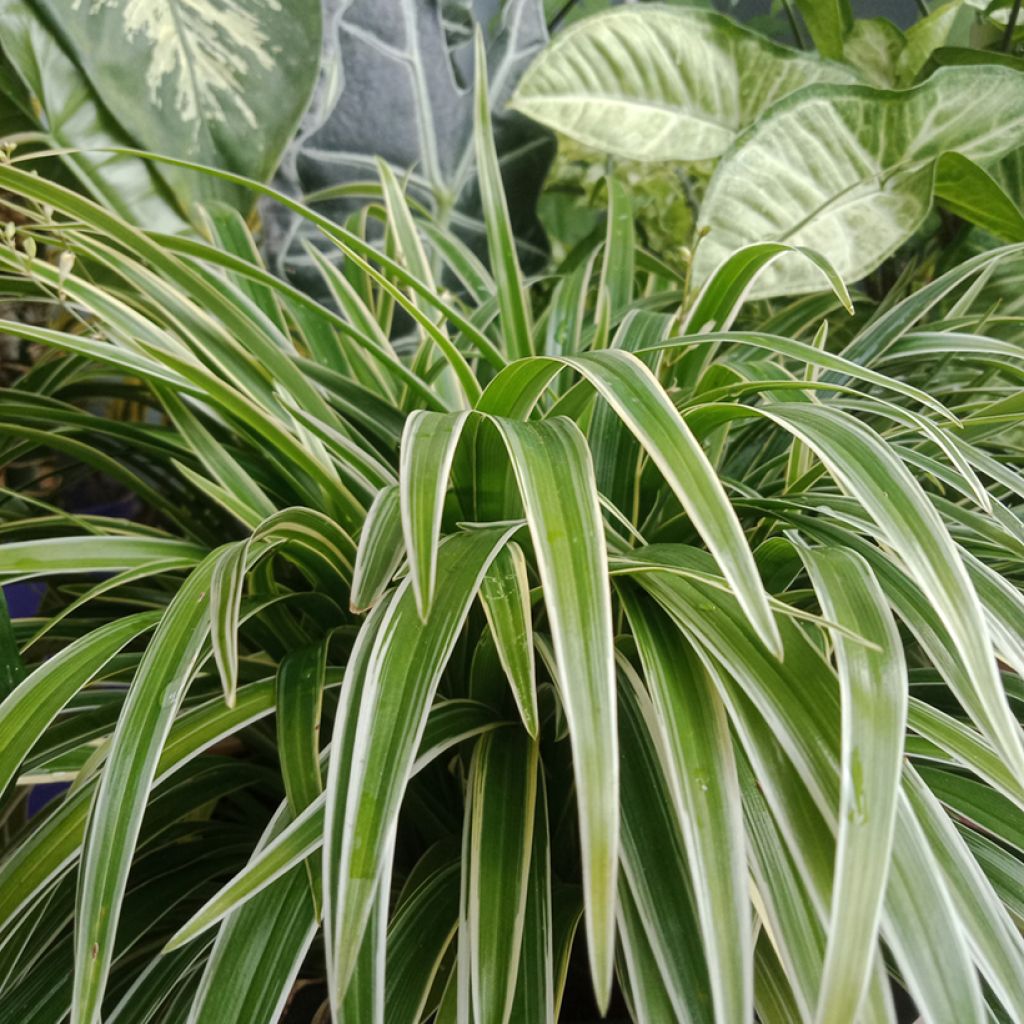 Chlorophytum Irish - Cinta planta