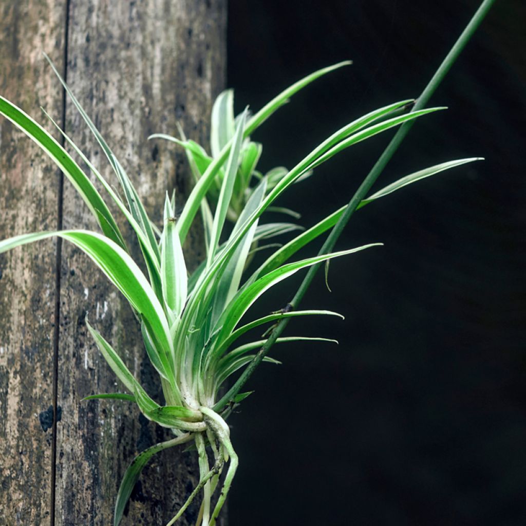 Chlorophytum Irish - Cinta planta
