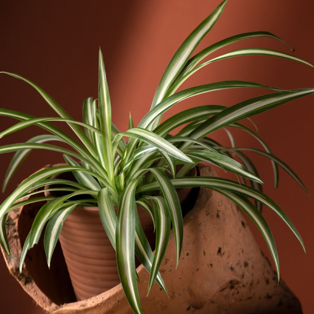 Chlorophytum Variegatum - Cinta planta