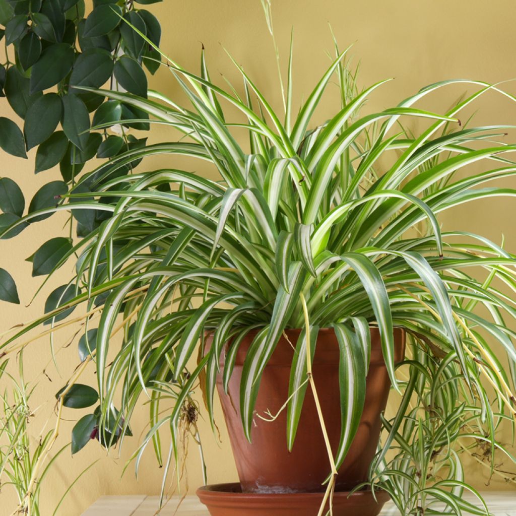 Chlorophytum Variegatum - Cinta planta