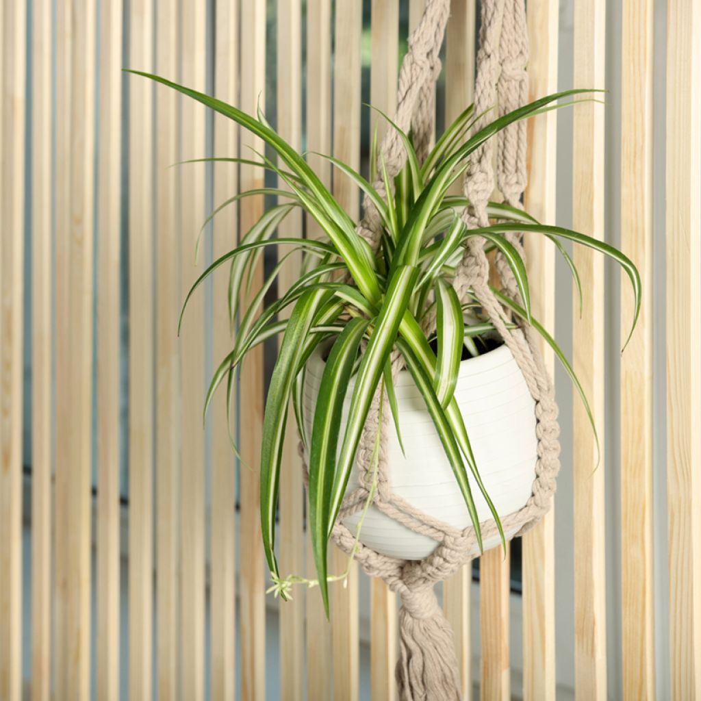 Chlorophytum Variegatum - Cinta planta