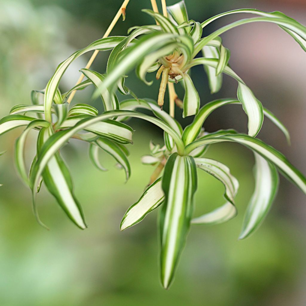 Chlorophytum Variegatum - Cinta planta