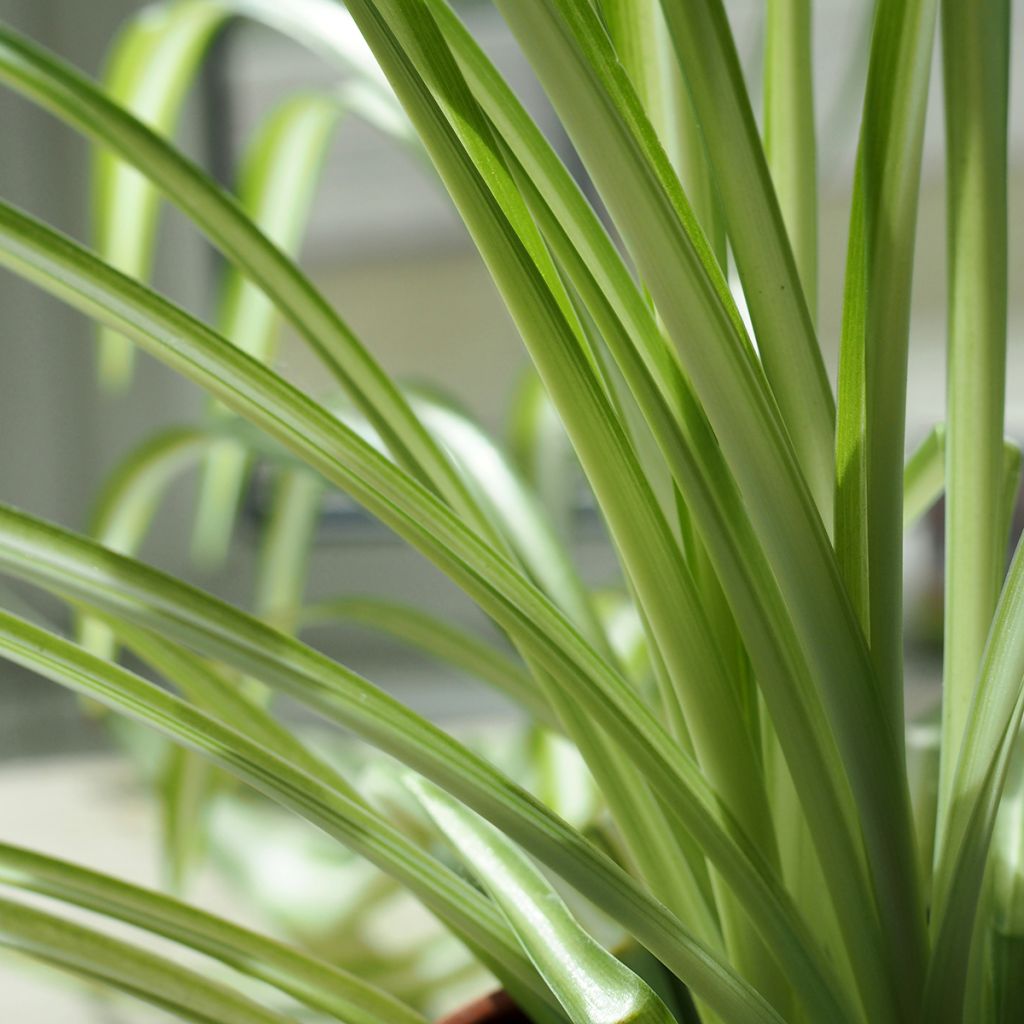 Chlorophytum nepalense - Clorofito