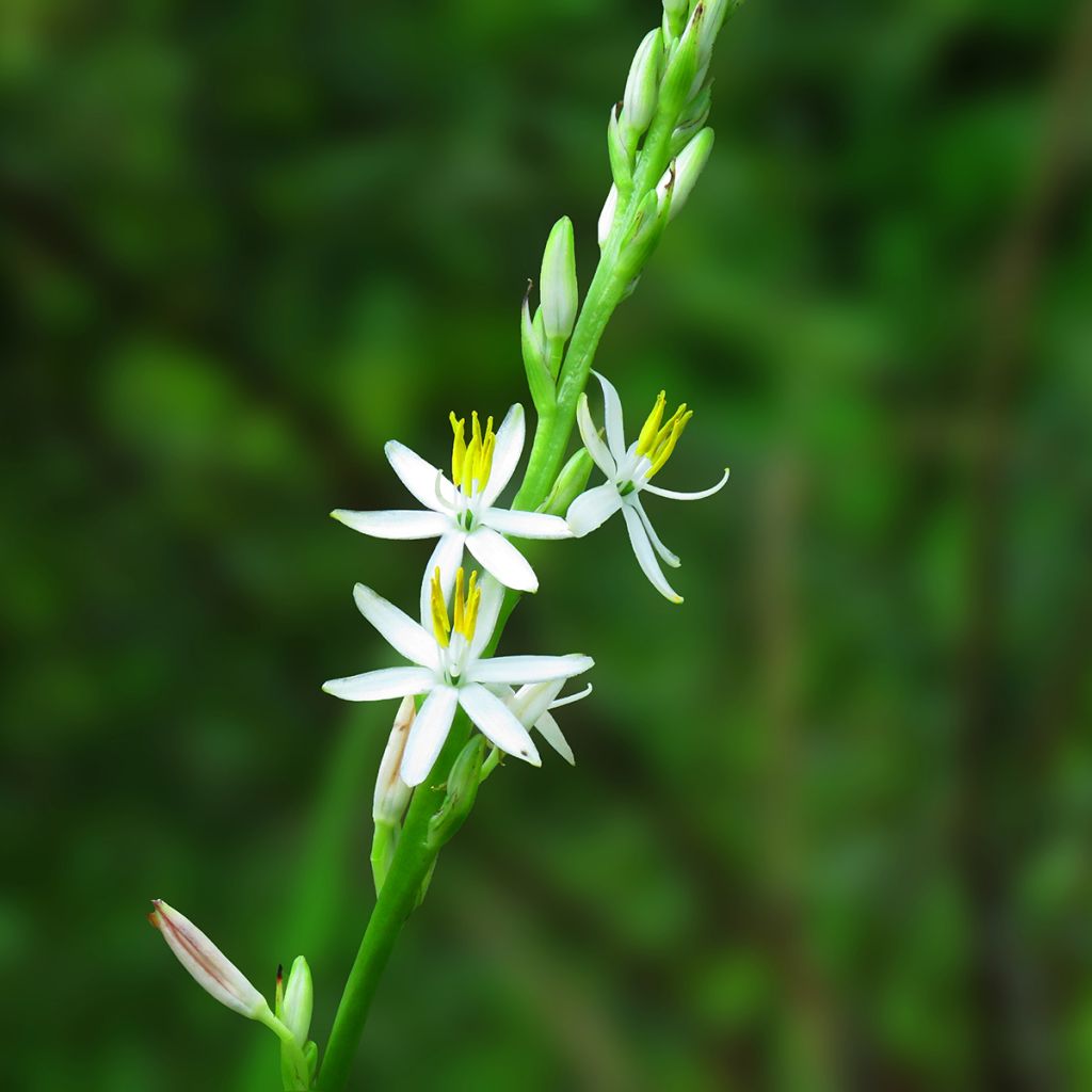 Chlorophytum nepalense - Clorofito