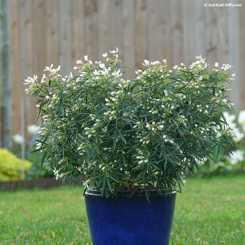 Naranjo de Méjico - Choisya Little Bee