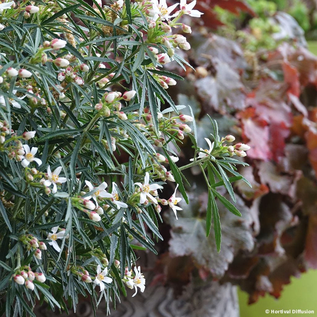 Naranjo de Méjico - Choisya Little Bee
