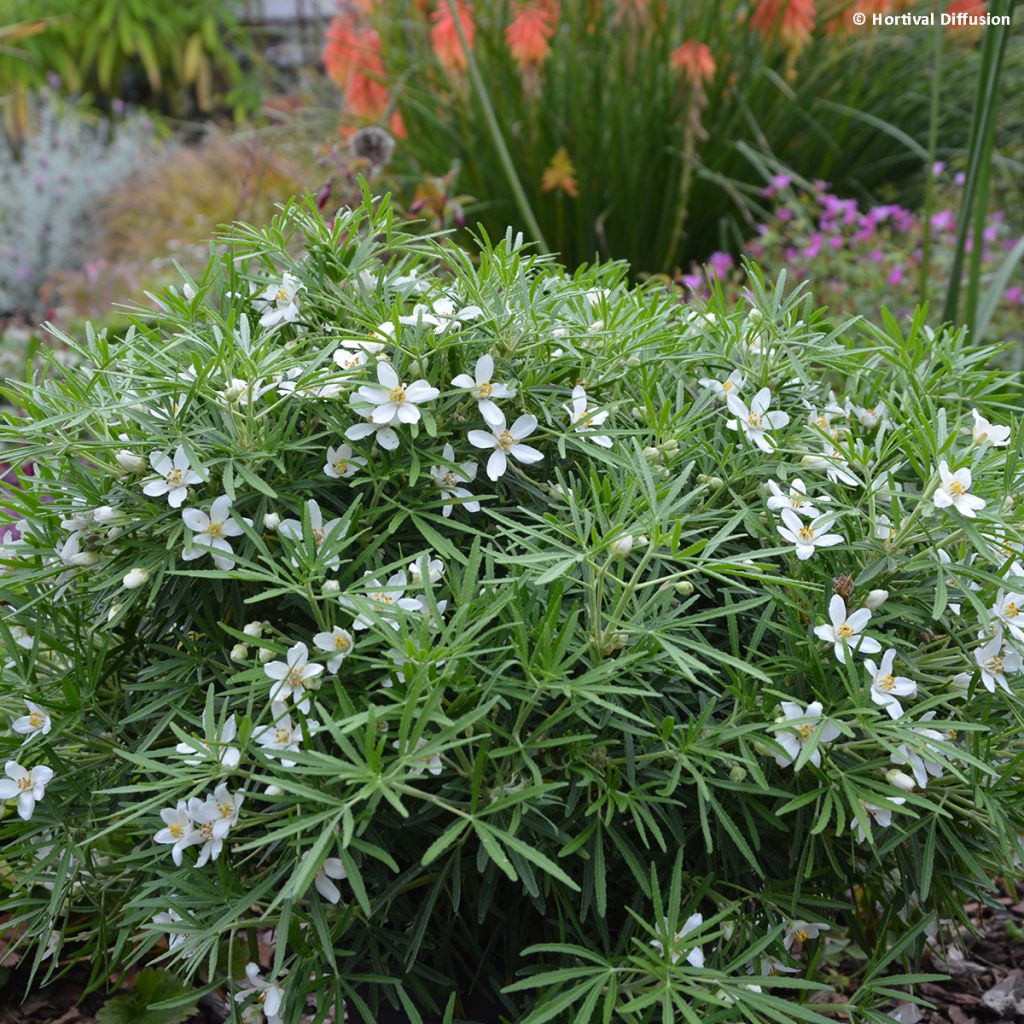Naranjo de Méjico - Choisya Little Bee