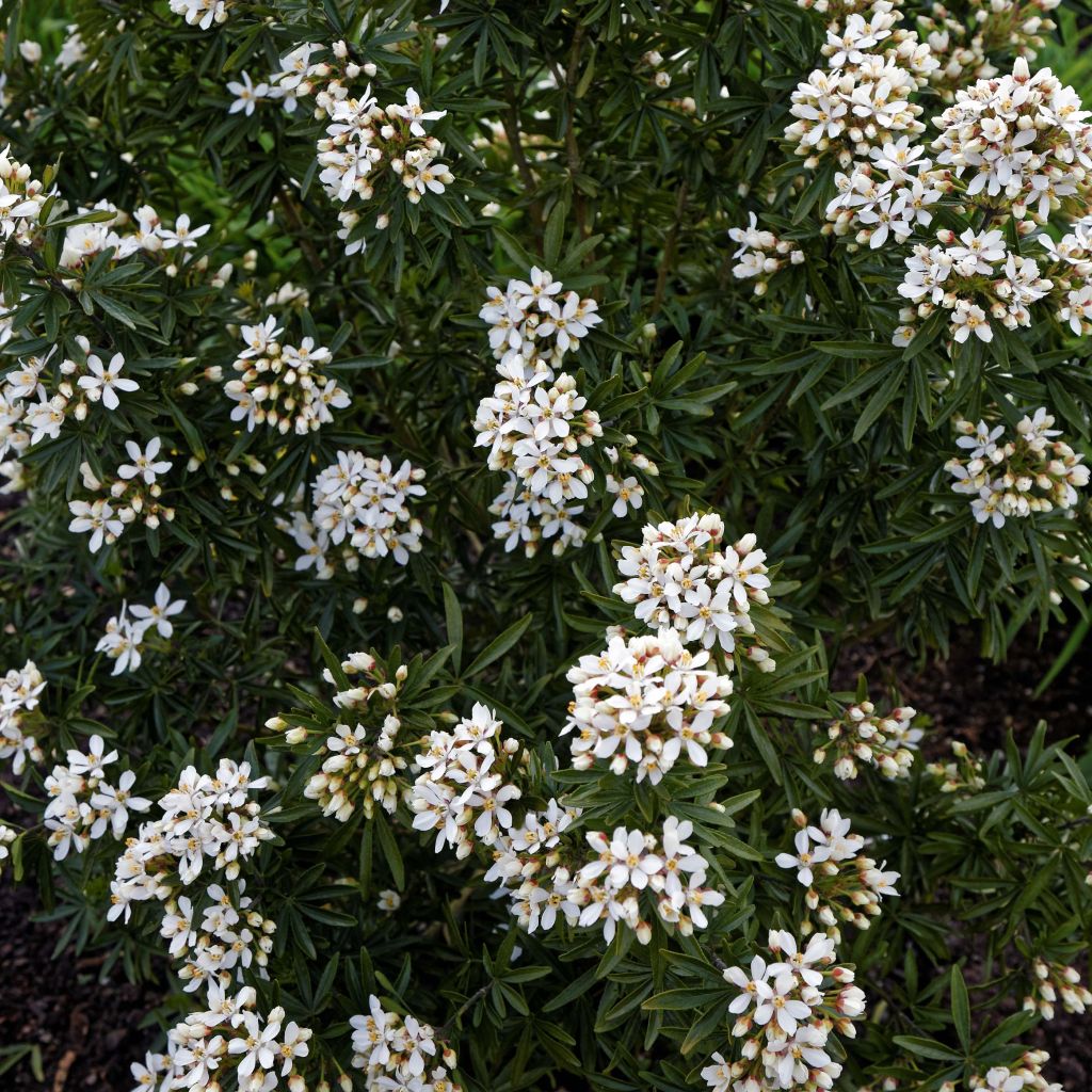 Naranjo de Méjico - Choisya ternata Snow Flurries