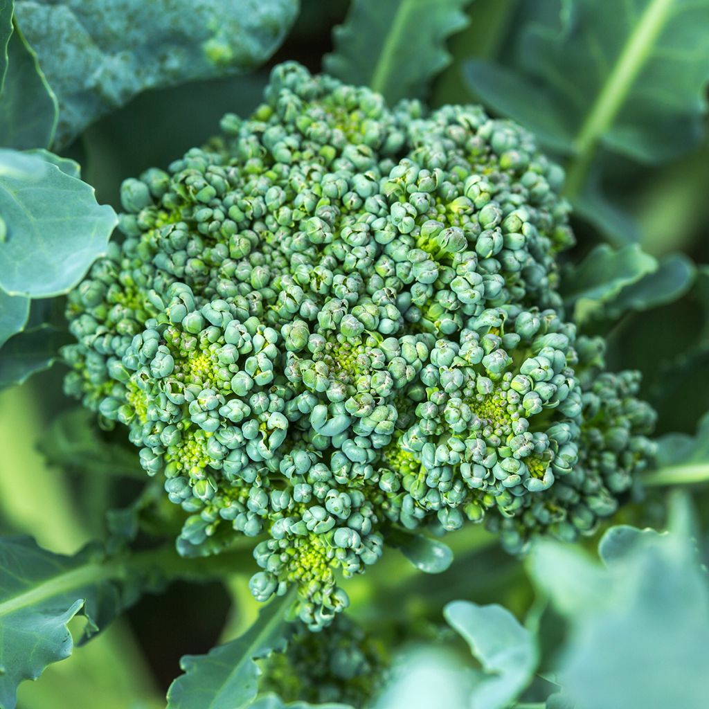 Brócoli Ramoso Calabrese