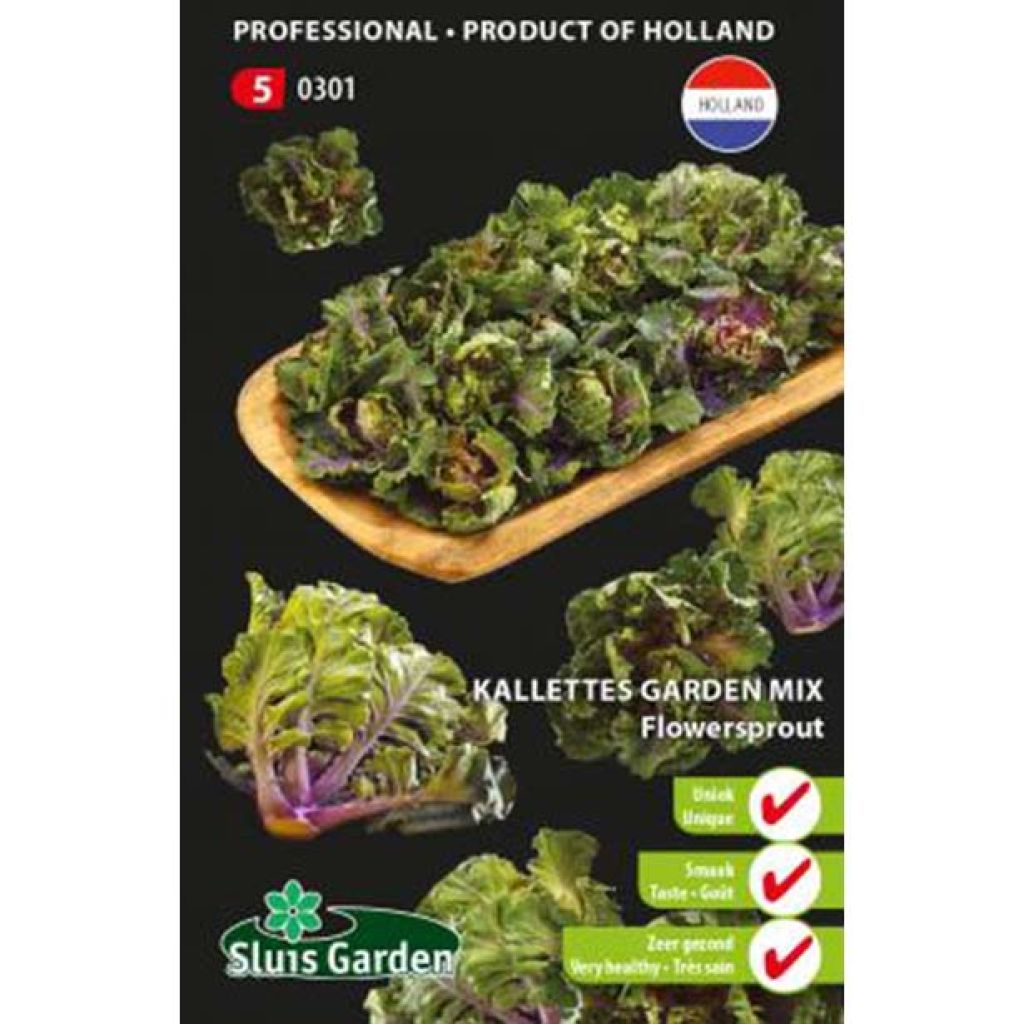 Repollo ornamental Flower Sprout - Kalettes Garden Mix
