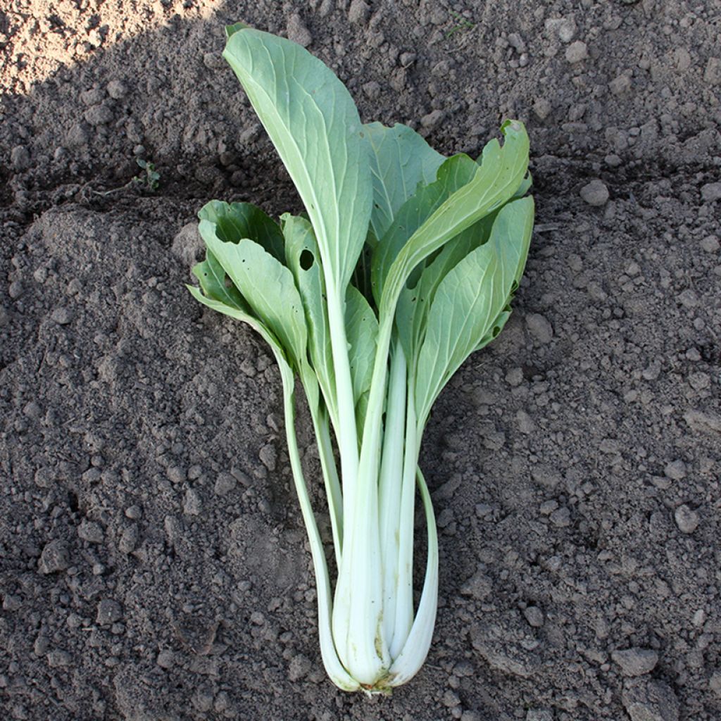 Col china Pak Choi Taï Saï BIO