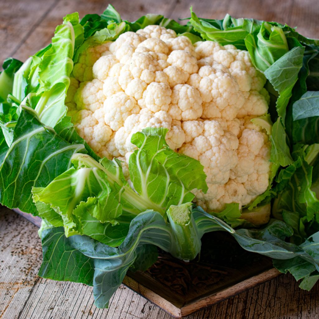 Coliflor Extra-Hâtif d'Angers