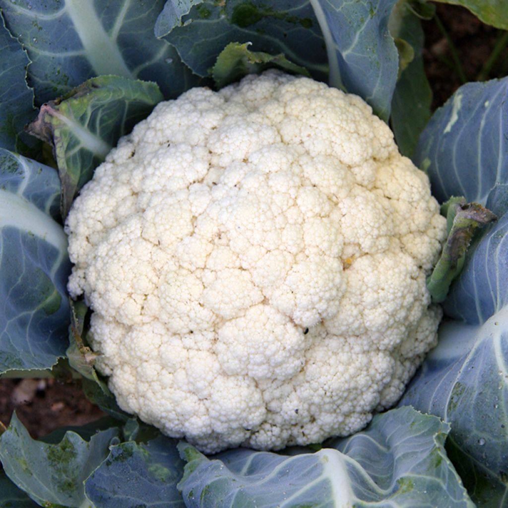 Coliflor Flora Blanca BIO
