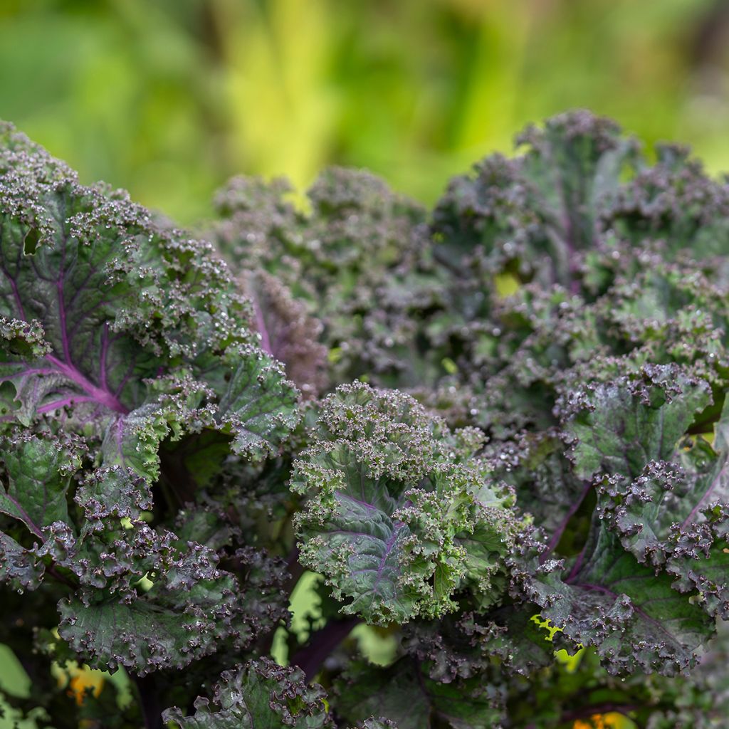 Col crespa Scarlet Kale