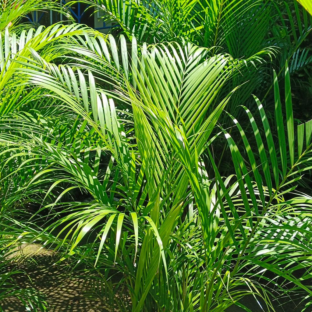 Chrysalidocarpus lutescens - Aréca des fleuristes