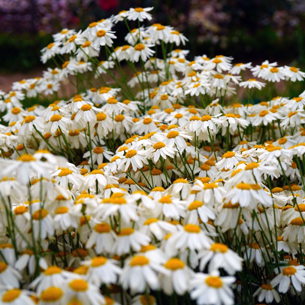 Tanacetum corymbosum