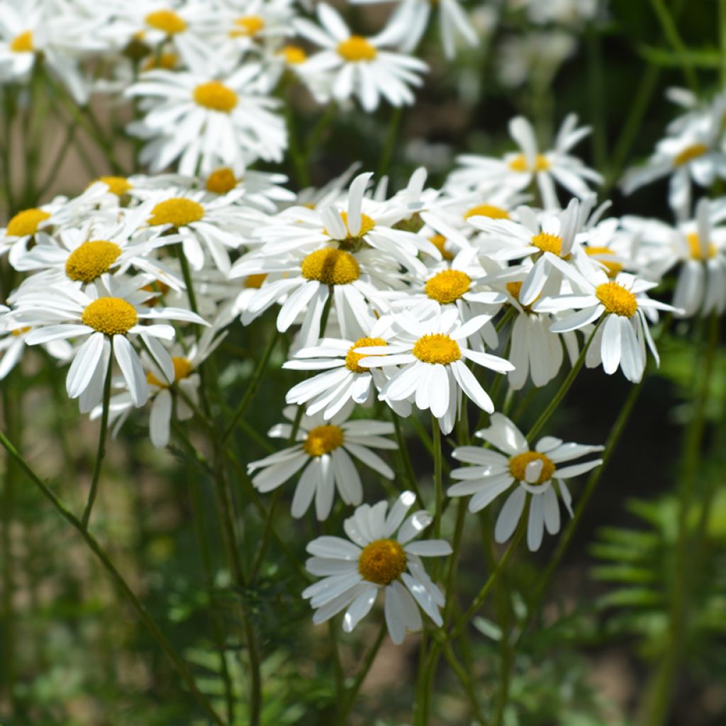 Tanacetum corymbosum