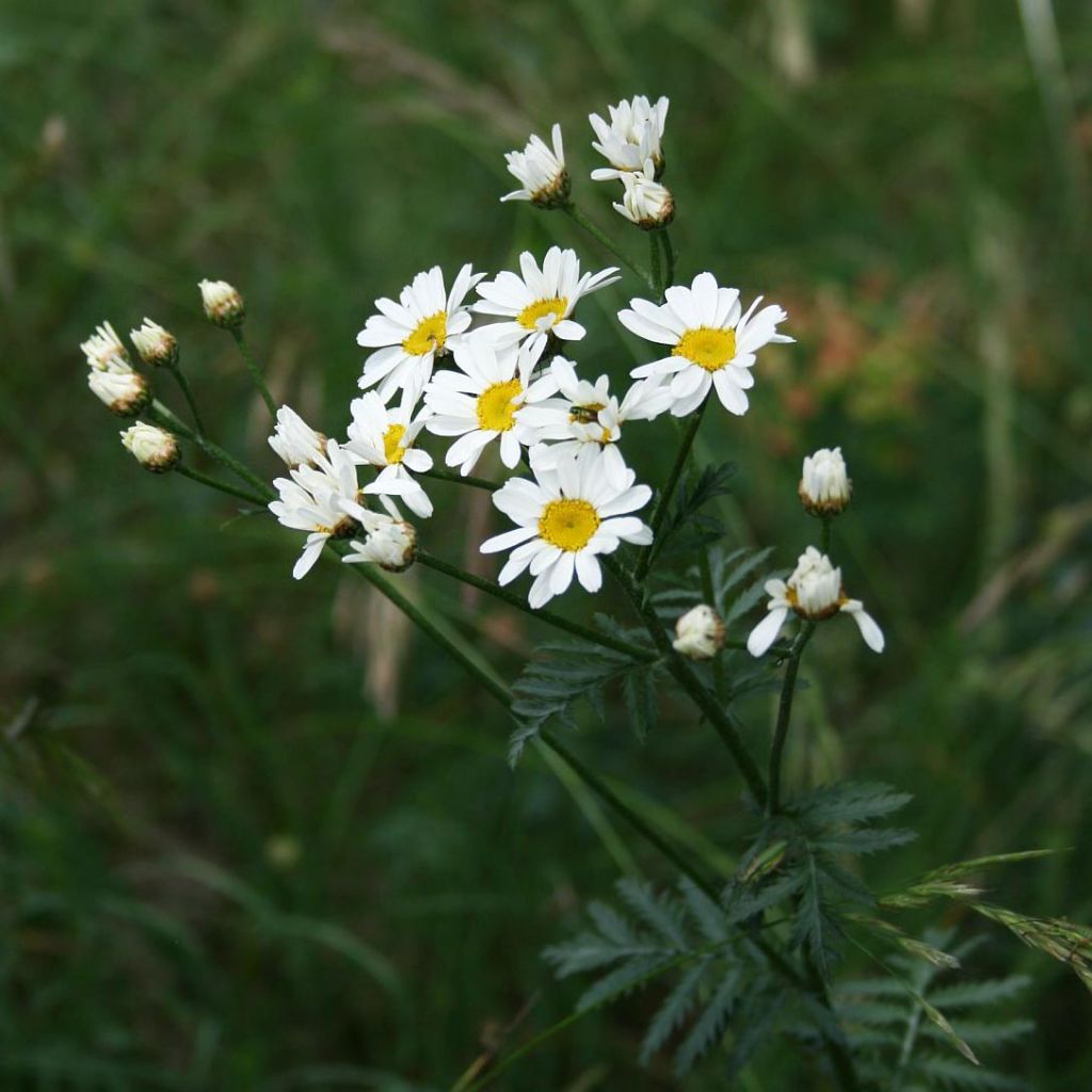 Tanacetum corymbosum