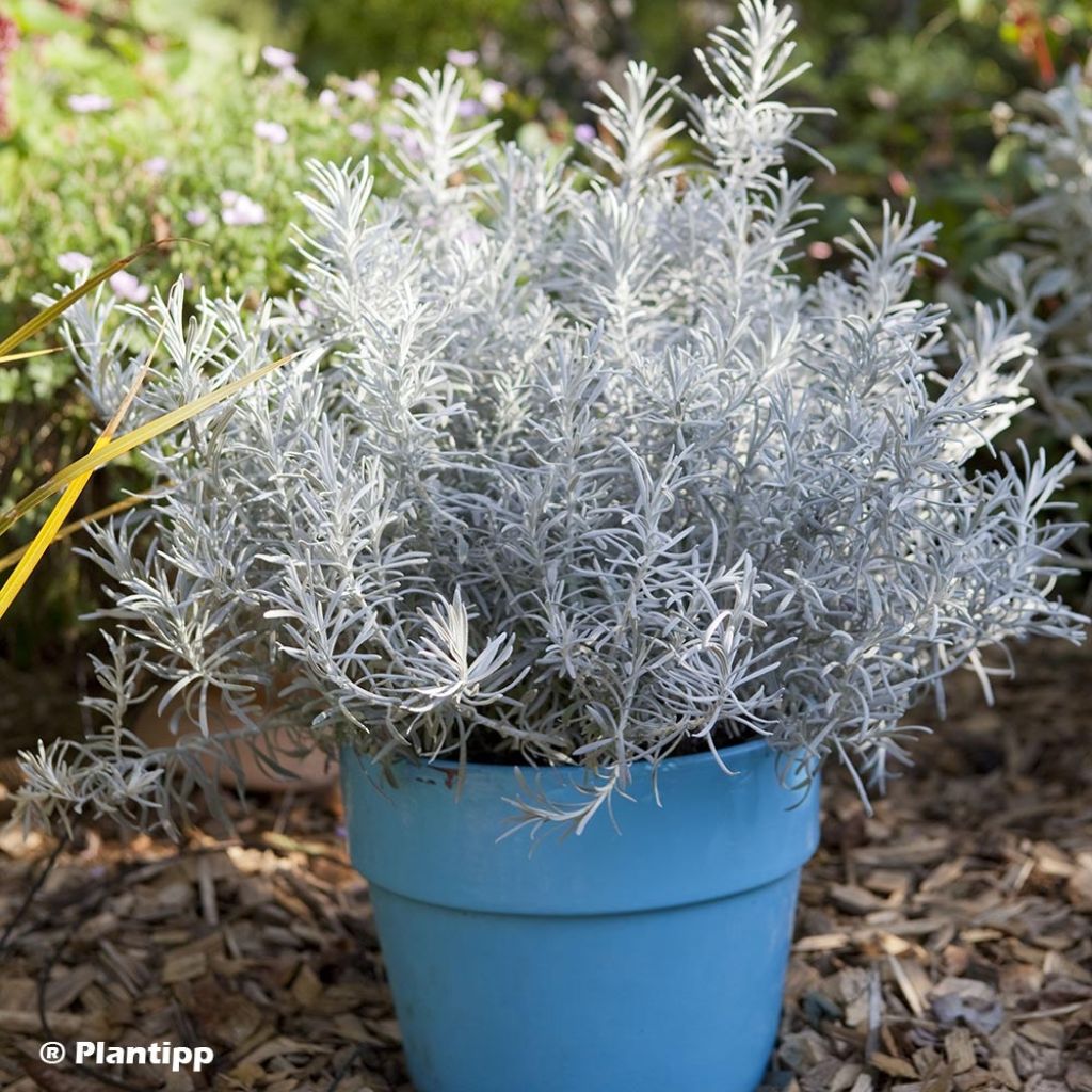 Chrysocephalum apiculatum Korma - Immortelle