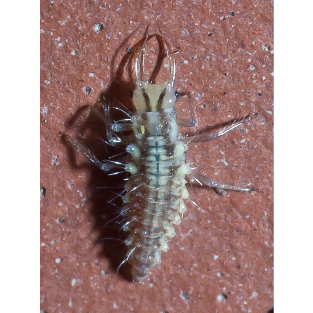 Chrysope Biotop contra los pulgones en plantas bajas