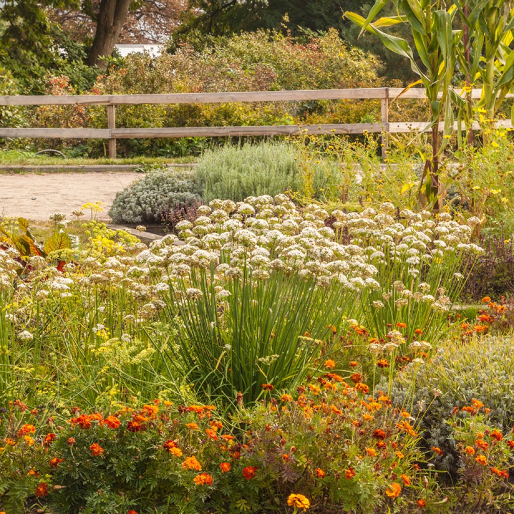 Allium ramosum - Cebollino chino