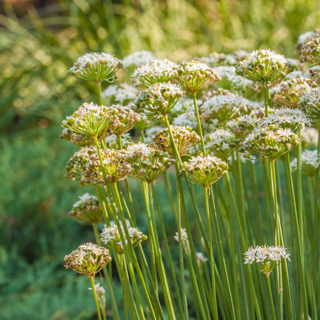 Allium ramosum - Cebollino chino