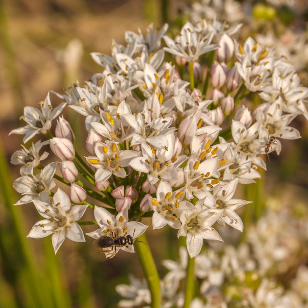 Allium ramosum - Cebollino chino
