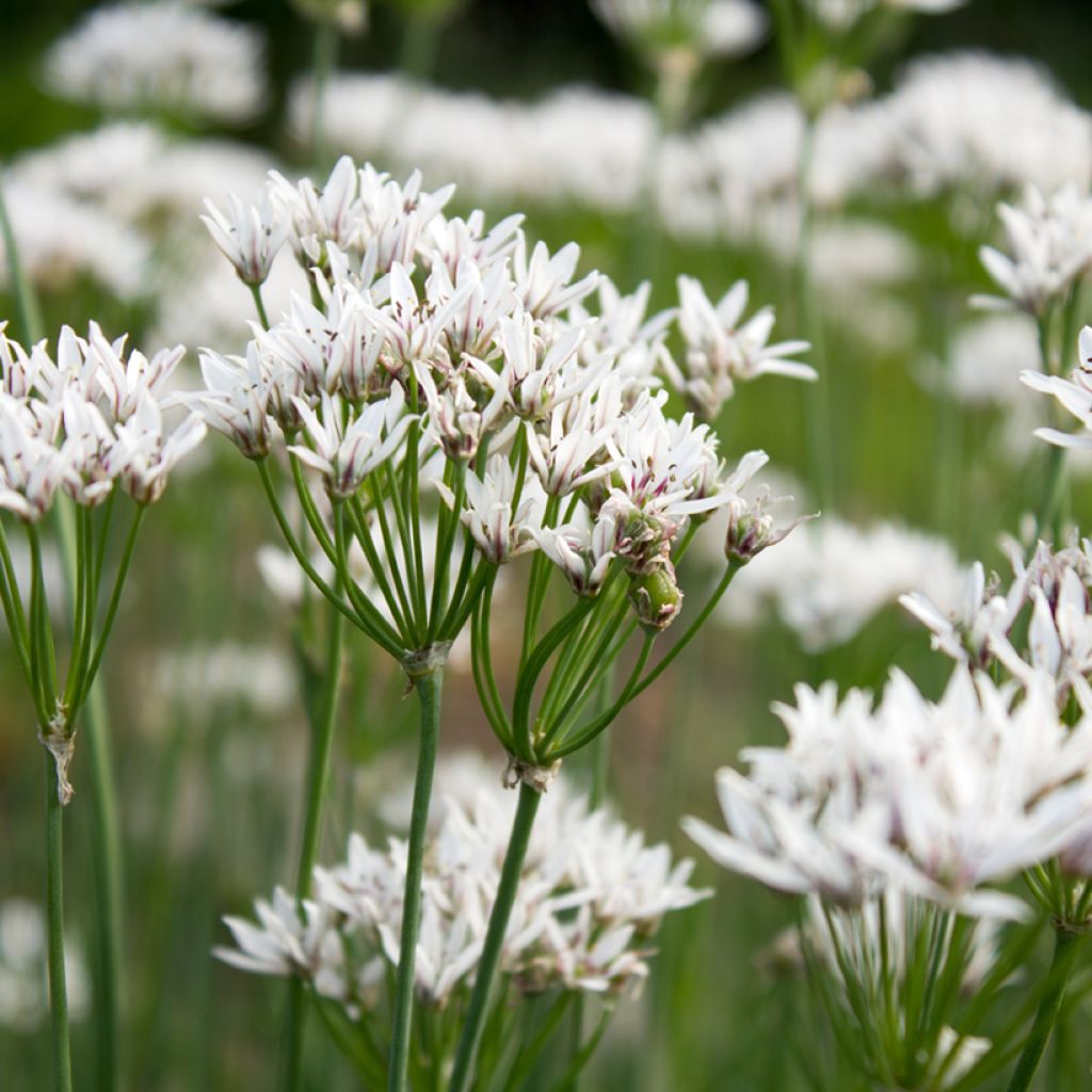 Allium ramosum - Cebollino chino