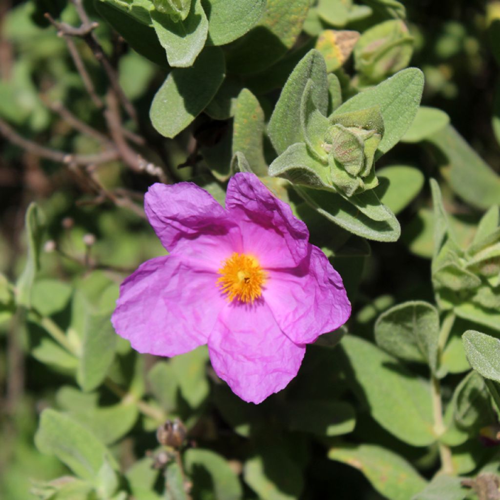 Jara blanca - Cistus albidus