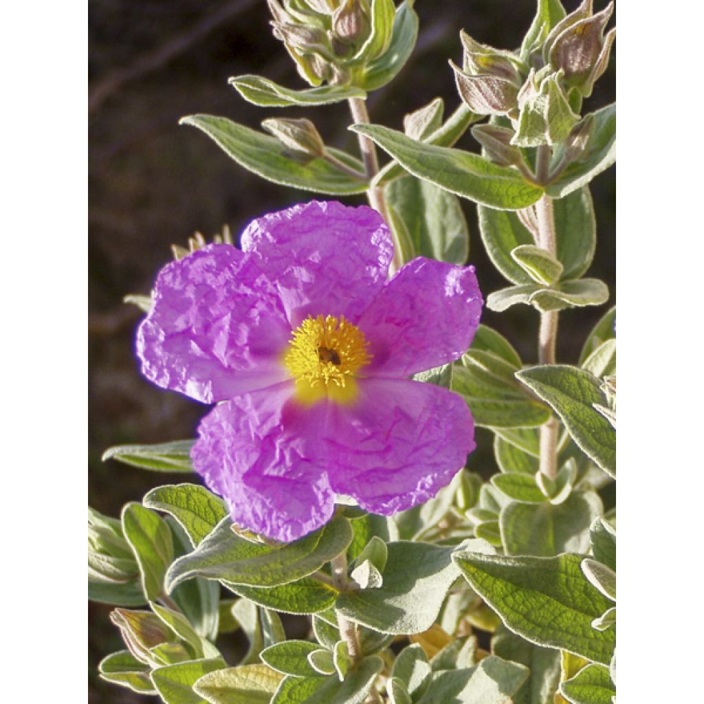 Jara blanca - Cistus albidus