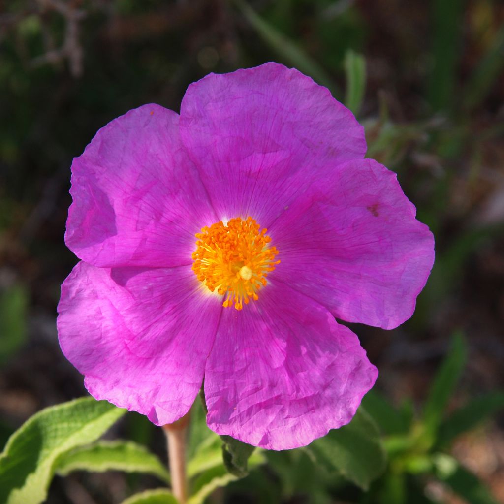 Jara - Cistus creticus