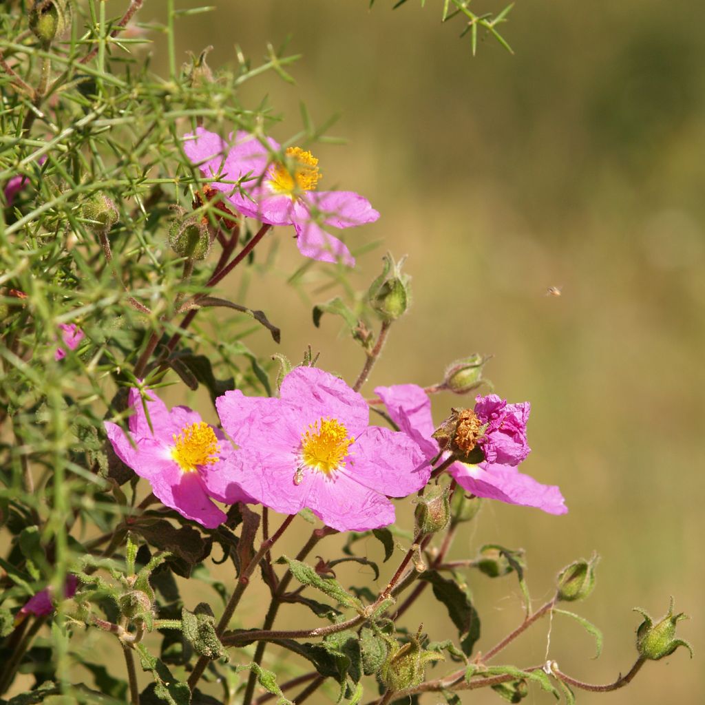 Jara - Cistus creticus