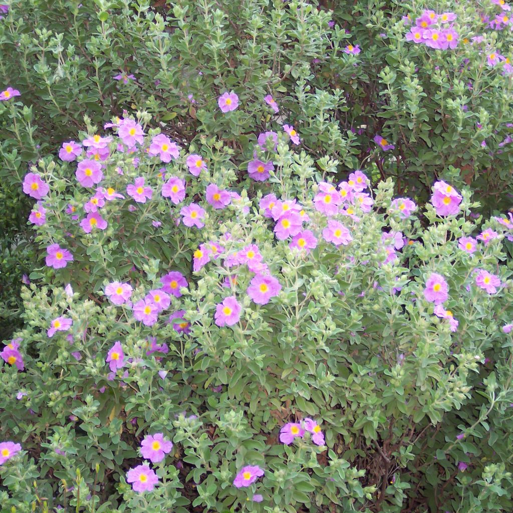 Jara - Cistus creticus