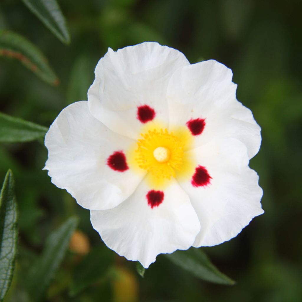 Cistus x dansereaui Jenkyn Place - Jara