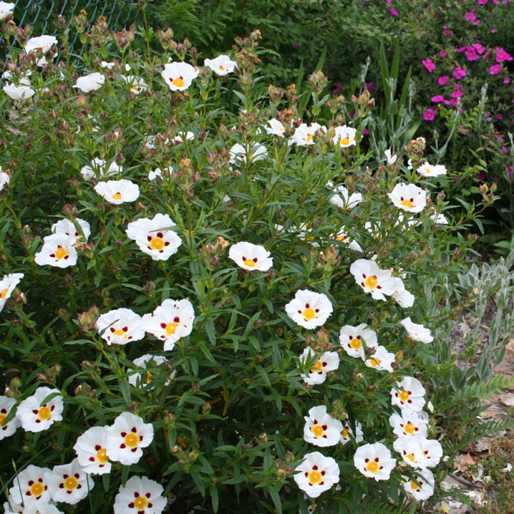 Cistus x dansereaui Jenkyn Place - Jara