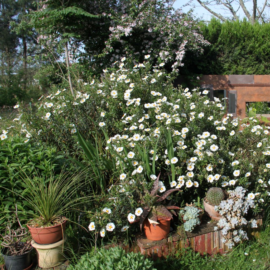 Cistus x dansereaui Jenkyn Place - Jara