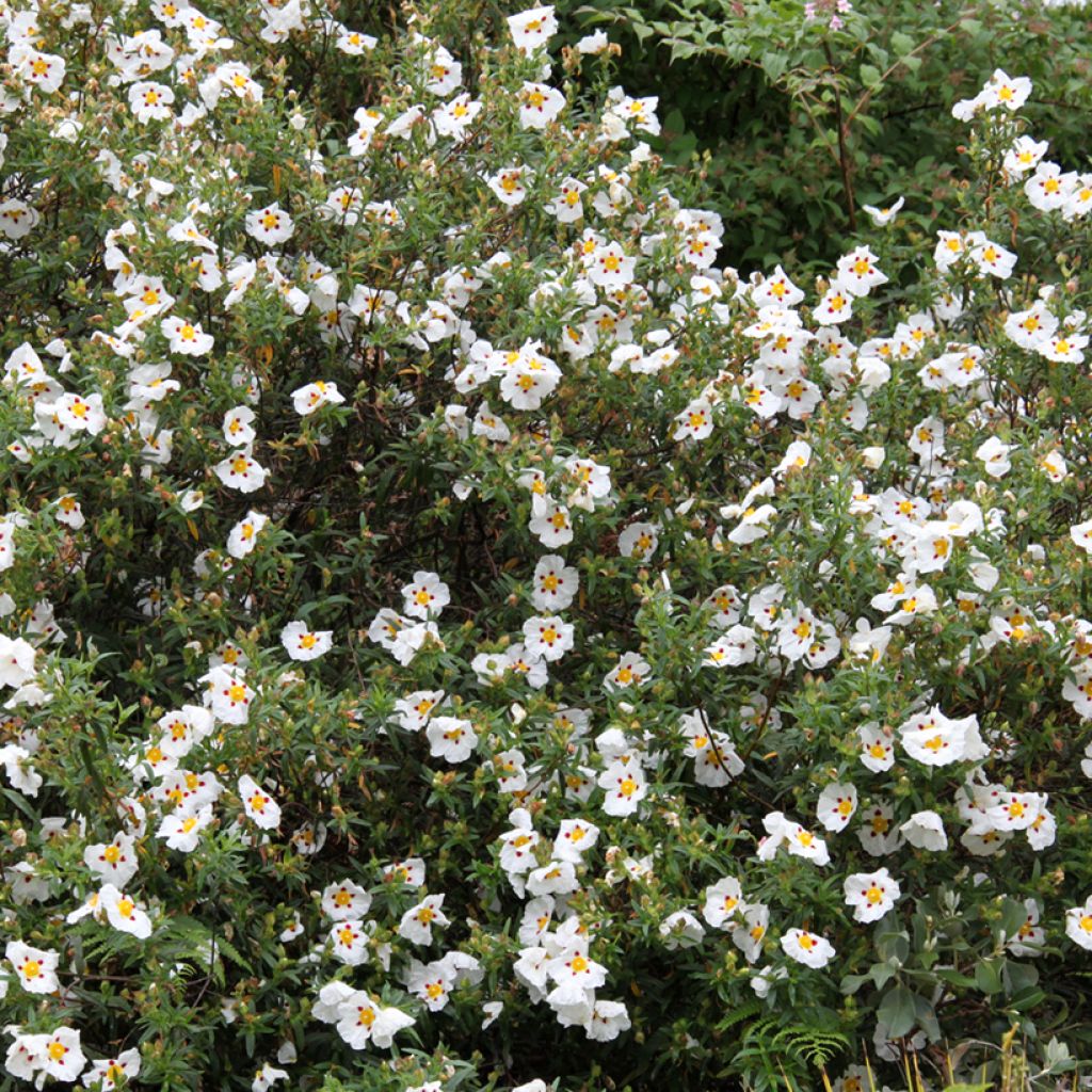 Cistus x dansereaui Jenkyn Place - Jara