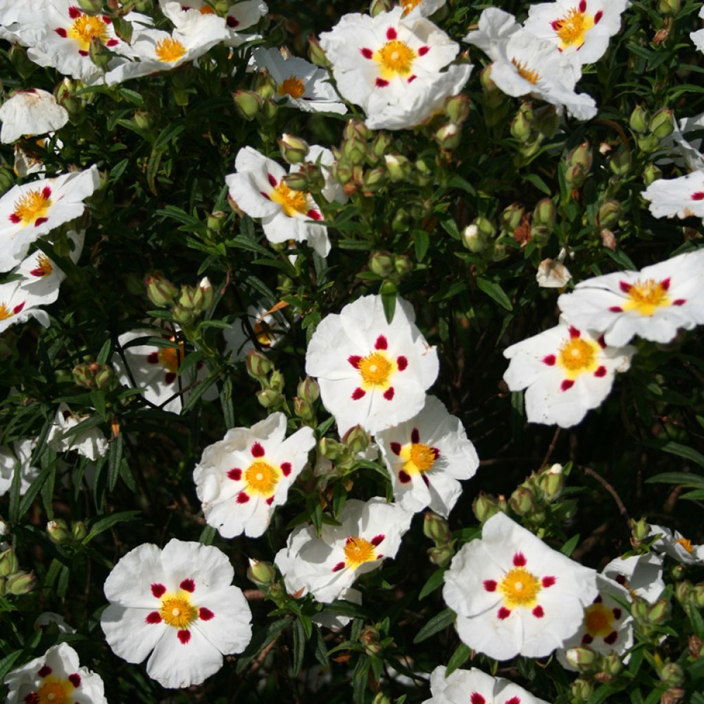 Cistus x dansereaui Jenkyn Place - Jara