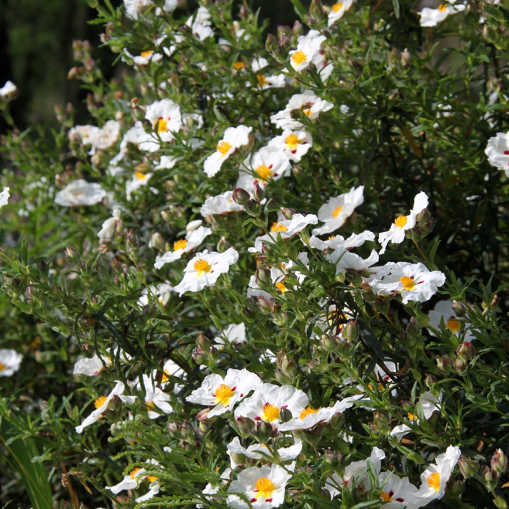 Cistus x dansereaui Jenkyn Place - Jara