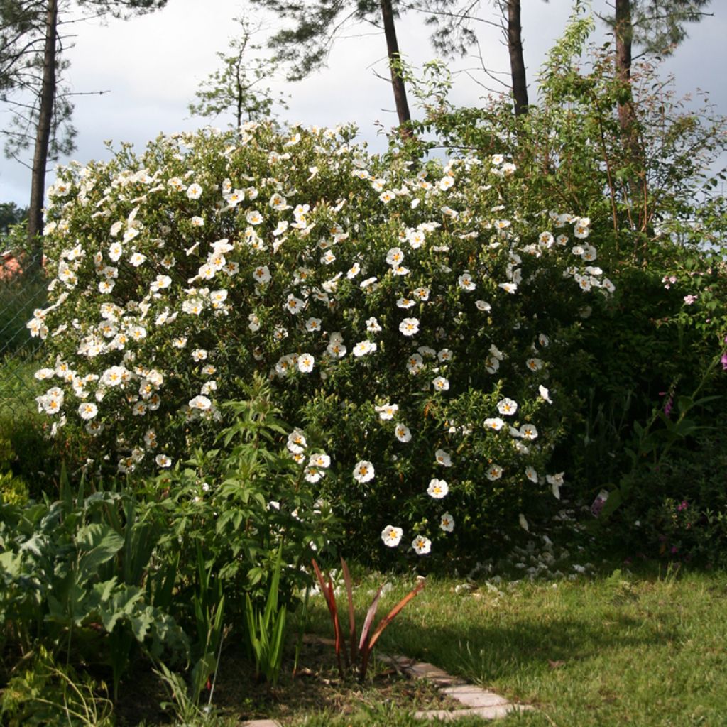 Cistus x dansereaui Jenkyn Place - Jara