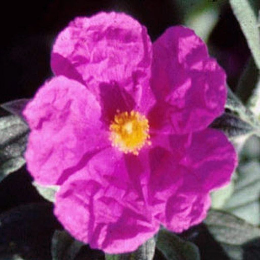 Jara - Cistus pulverulentus Sunset