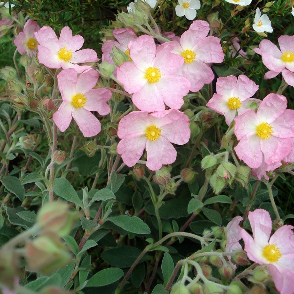 Jara - Cistus argenteus Silver Pink