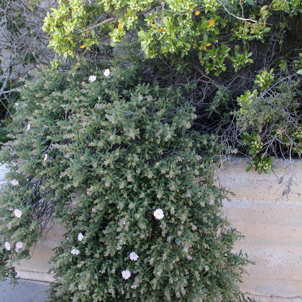 Jara - Cistus skanbergii