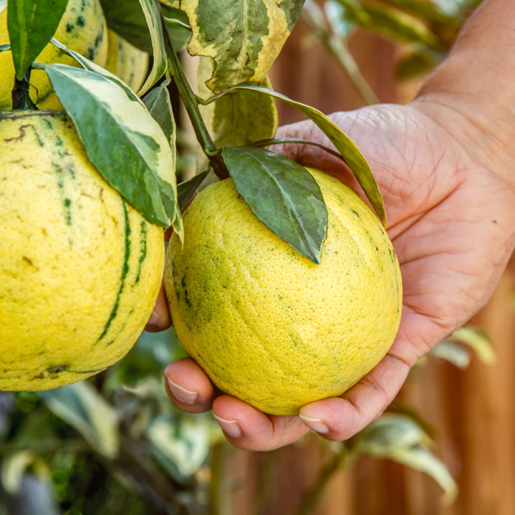 Limón Variegado - Citrus limon variegata