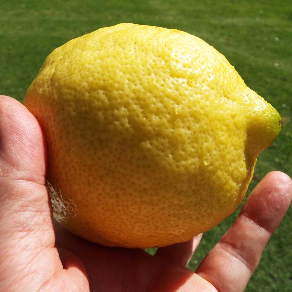 Cidro - Citrus medica