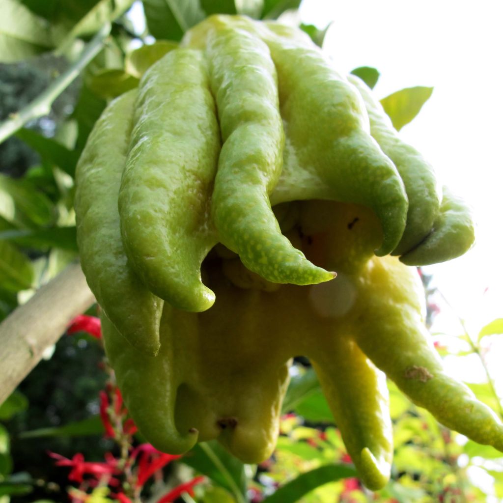 Cítrico Mano de Buda - Citrus medica var. sarcodactylis