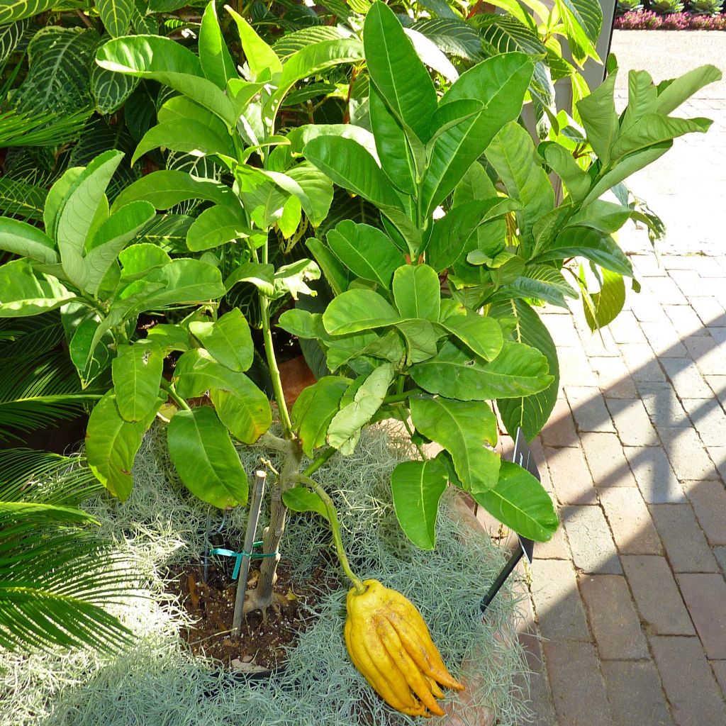 Cítrico Mano de Buda - Citrus medica var. sarcodactylis