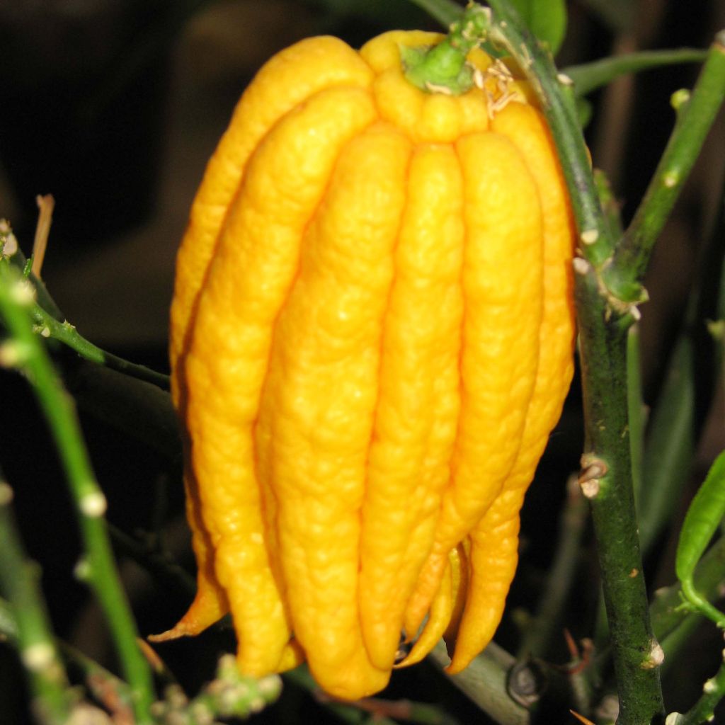 Cítrico Mano de Buda - Citrus medica var. sarcodactylis