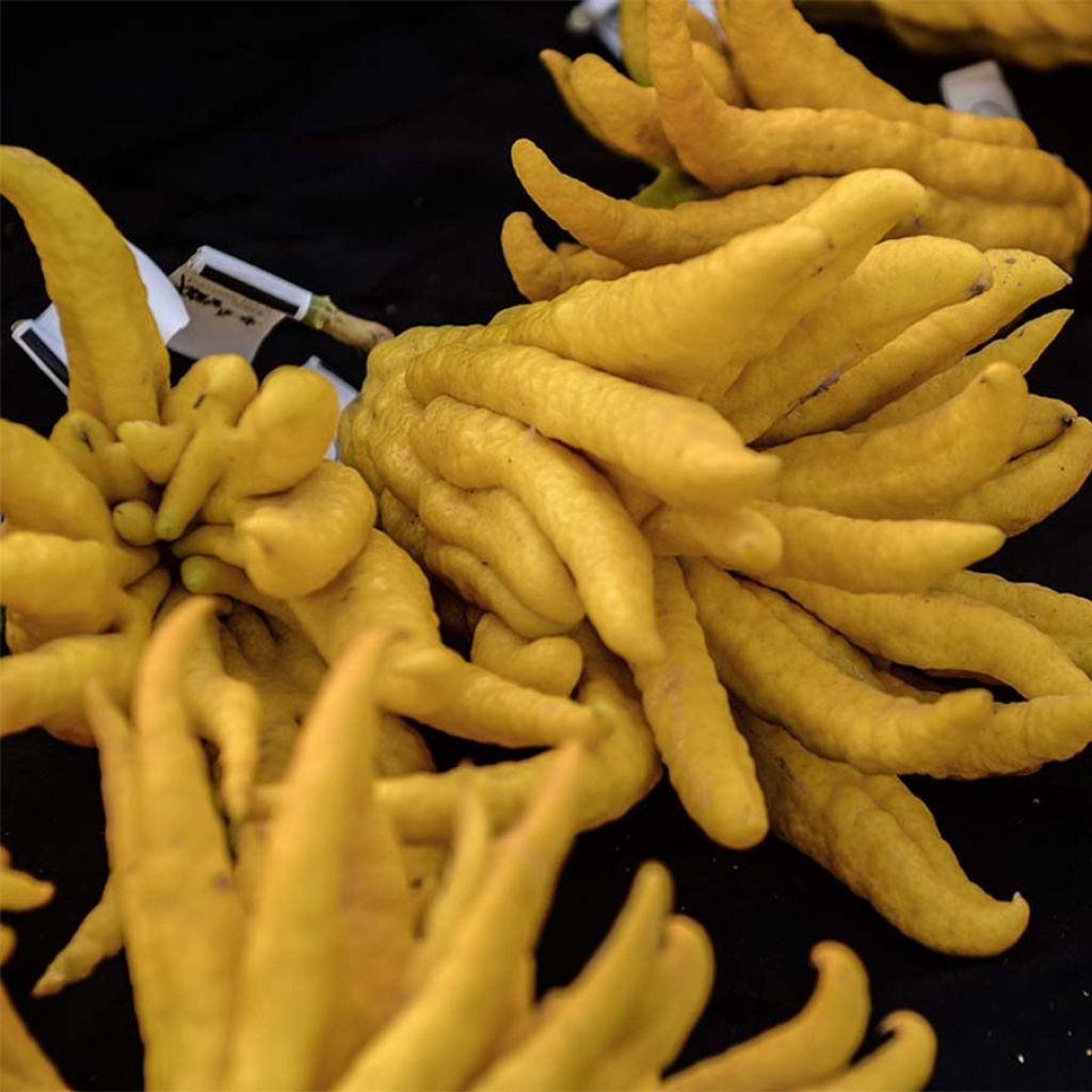 Cítrico Mano de Buda - Citrus medica var. sarcodactylis